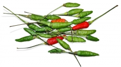 Drobné plody papriky křovité (Capsicum frutescens) odrůdy ’Bird´s Eye‘ jsou velmi palčivým chilli kořením