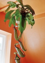 LÁČKOVKA (Nepenthes 'Miranda')