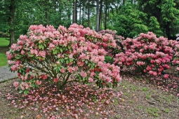 Rozkvetlé rododendrony v Dendrologické zahradě v Průhonicích. Daří se jim ve vlhkém klimatu nedaleko potůčku, kde jsou před prudkých sluncem chráněné vzrostlými jehličnany