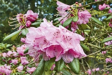 Základními podmínkami pro úspěšné pěstování rododendronů jsou vlhké klima, mírné přistínění a mulčování