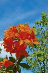 Opadavý rododendron (azalka) odrůdy ´Gold Dust´ svítí výraznou barvou květů do daleka