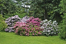 Rozkvetlé rododendrony v Dendrologické zahradě v Průhonicích. Daří se jim ve vlhkém klimatu nedaleko potůčku, kde jsou před prudkých sluncem chráněné vzrostlými jehličnany