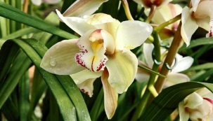 Miss orchidej, královská ozdoba bytu