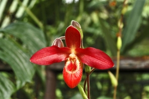 Původní botanický druh Phragmipedium besseae pochází z východních svahů And na území Kolumbie, Ekvádoru a Peru. Je podivuhodné, že tak nádherná a nápadně barevná orchidej byla vědecky popsána teprve roku 1981. O to rychleji se však rozšířila do kultury a dnes je běžně k dostání díky množení laboratorními metodami