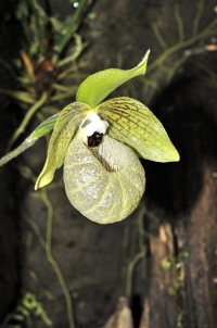Jeden z mnoha původních druhů, nedávno objevený Paphiopedilum malipoense, je mezi zkušenějšími pěstiteli velmi populární. Zelený květ vypadá tak trochu jako ze skla a mezi uměle působícími hybridy se vyjímá jako drahý šperk