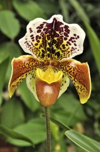 Kříženci střevíčníkovců (Paphiopedilum) mají obří nápadné květy a nebývají tak citliví na správnou zálivku v zimním období. Základním požadavkem je nepřelévat a nikdy nenechat rostlinu stát ve vodě