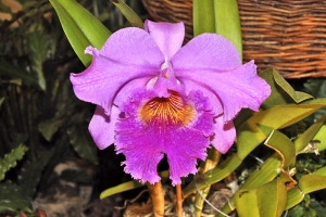 Hybridy rodu Cattleya jsou orchidejovou „klasikou“. Pěstování není těžké a na osluněném okně se dočká úspěchu téměř každý