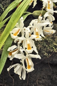 Podobné požadavky jako Dendrobium nobile má i himálajská orchidej Coelogyne cristata. Přezimuje v chladnu s minimem vláhy a její květy se objevují během března. Pro jejich barevnou kombinaci a krátkou trvanlivost se jim říkávalo „vajíčko na měkko“