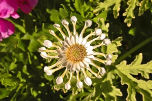 Květy verbeny (Glandularia), patřící k tradičním vegetativně množeným balkonovým rostlinám