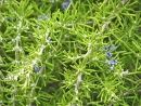 Rozmarýn lékařský ´Prostratus´ kvete světle modře, květy se používají do salátů, listy silně voní