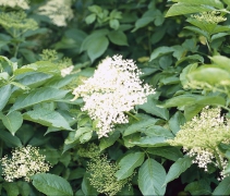 U nás se tradičně sbírají a upravují květy bezu černého (Sambucus nigra). Dobře jsou známé smažené kosmatice v sýrovém nebo pivním těstíčku, bezinková limonáda s kolečky citronu i bezinkové placky z natrhaných květů v palačinkovém těstu. Pozor, keř je jedovatý, někteří citliví lidé květy nesnášejí