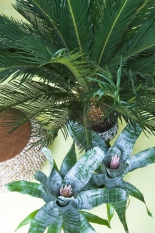 CYCAS REVOLUTA