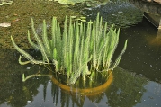 Prustka obecná (Hippuris vulgaris) je vytrvalá vodní nebo bahenní bylina, vysoká až 150 cm