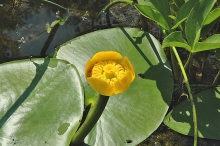 Stulík žlutý (Nuphar lutea) je vytrvalá vodní bylina s tlustým oddenkem plazícím se v bahně. Roste ve stojatých nebo mírně tekoucích vodách nižších poloh. Kvete v květnu až říjnu