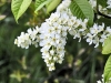 Polygonatum multiflorum