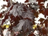 Acer platanoides ´Crimson King´