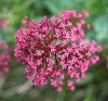 Centranthus ruber