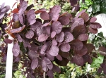 Cotinus cogyggria