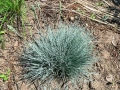 Festuca ovina