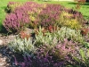 Správně osázené vřesoviště kvete po celý rok několika různými barvami zároveň.