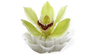 Správná pěče o domácí orchideje