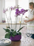 Orchideje jsou ze své domoviny zvyklé na to, že se délka dne nemění a je jim dopřáno 12 až 14 hodin denního světla.
