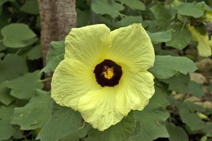 Hibiscus calycinus pochází z tropické Afriky, roste i na Madagaskaru a Maskarénách. Je hodně přizpůsobivý, vyskytuje se kolem řek i v savanách, v nížině i v horách až do nadmořské výšky 2 400 metrů. Dorůstá do výšky 1,8 metru a je zcela nenáročný.