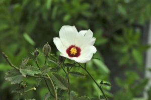 Drobnokvětý Hibiscus pusillus z jihovýchodní Afriky se pěstuje spíše vzácně. Je to jemný keřík s malými listy, který vyžaduje (jako většina druhů) spoustu slunce a jen umírněnou zálivku. Jeho kořeny se používají v domorodé medicíně Zuluů jako prostředek k zahnání zlých snů.