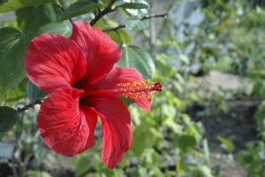 Základním druhem v kultuře je Hibiscus rosa-sinensis pocházející z východní Asie. Jeho červené květy se zalíbily lidem všech světadílů a staly se téměř symbolem tropické flóry. Pro nás je důležitá informace, že žádný druh ani odrůda ibišku nejsou jedovaté ani nezpůsobují alergické reakce.