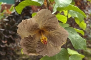 Neobvyklou barvu má Hibiscus ´Topas Glory´, a to čokoládově hnědou. Je to složitý kříženec vyšlechtěný v USA, ve firmě Fancy Hibiscus. Kromě tohoto čokoládového kultivaru tam mají ibišky duhové, modrohnědé a další až neuvěřitelné kombinace. Najděte si jejich fotografie, stojí za to.