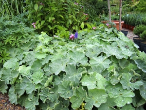 Kontryhel měkký (Alchemilla mollis)