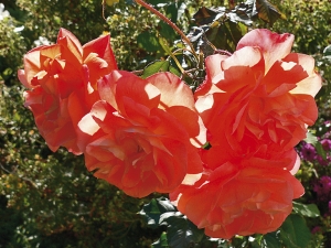 Moderní kultivary růží mají velmi výrazné barvy – jako tato keřová růže ´Westerland´.