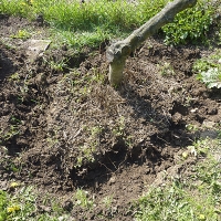 Kmínek lískového ořechu působí velmi křehce, ale jeho kořeny jsou zapeklitě početné.