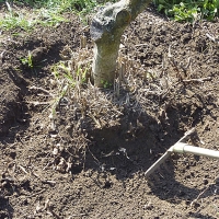 Kácení se urychlí odhrabáním zeminy kolem kmene a odsekáváním kořenů sekerou.