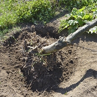 Řetěz je napnut, pahýl je nakloněn, ale klade odpor. Teď nechte chvíli hupcuk působit.