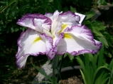 Iris ´Ensata´