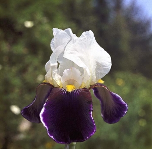 Květy mají často na vnitřní straně okvětních lístků krátké chlupy, uspořádané do kartáčků.