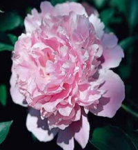 Pivoňka bělokvětá neboli velkokvětá či také čínská (Paeonia lactiflora, syn. albiflora nebo sinensis) se do Evropy dostala až v 19. století. Vyšlechtěno mnoho odrůd lišících se barvou květu ve škále bílá, růžová, karmínová a plností květu. Dříve byla rozdělena do dvou skupin čínské a japonské pivoňky s jednoduchými, neplnými květy a sterilními prašníky. Nesnáší těžké, uléhavé půdy. Prospívá na výsluní a ve výživné propustné půdě. Výška 50–110 cm. Kvete v květnu až v červnu.