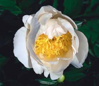 Pivoňka bělokvětá neboli velkokvětá či také čínská (Paeonia lactiflora, syn. albiflora nebo sinensis) se do Evropy dostala až v 19. století. Vyšlechtěno mnoho odrůd lišících se barvou květu ve škále bílá, růžová, karmínová a plností květu. Dříve byla rozdělena do dvou skupin čínské a japonské pivoňky s jednoduchými, neplnými květy a sterilními prašníky. Nesnáší těžké, uléhavé půdy. Prospívá na výsluní a ve výživné propustné půdě. Výška 50–110 cm. Kvete v květnu až v červnu.