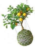 Pomerančovník (Citrus limon) je okrasná dřevina, její plody jsou kvůli kyselosti prakticky nepoživatelné, parádu ale dělají celý rok. Než totiž vyrostou a uzrají, už na pomerančovníku kvetou další vonné květy.