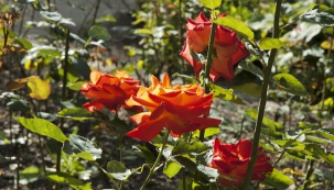 Podzimní péče o růže
