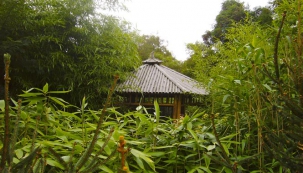 Zátiší s altánkem v bambusáriu v pražské Troji. V popředí je vidět japonský bambus velkolistý Sasa palmata.