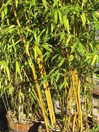 Pěstování v nádobách: vlevo Fargesia – trsnatý křovitý bambus a vpravo výběžkatý tyčový (zlatý) Phyllostachys aureosulcata ‚Aureocaulis‘.
