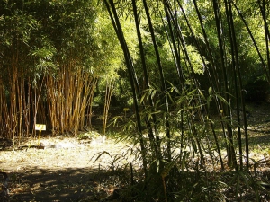 Odolné vzrostlé bambusy z rodu Phyllostachys tvoří velkou tyčovinu.