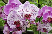 Phalaenopsis ´Elegant Beauty´ patří do početné barevné série skvrnitých odrůd v odstínech bílo-růžových.