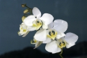 Nádherný Phalaenopsis amabilis byl objeven a popsán již v roce 1825. Patří k největším v rodu a jeho čistě bílé květy daly základ téměř všem hybridům.