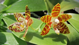 Drobný Phalaenopsis amboinensis pochází z Indonésie, z nížinného deštného pralesa.