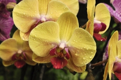Phalaenopsis ´Golden Beauty Mr Chen´ je novinkou mezi žlutými odrůdami. Kombinace s červeným pyskem se obzvlášť povedla.