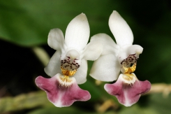 Miniaturní Phalaenopsis parishii roste od severu Indie po Vietnam. Je o něco chladnomilnější, pokud tráví zimu v pokojové teplotě, nekvete.