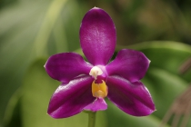 Filipínský Phalaenopsis pulchra je epifytní miniaturní druh, který se i v kultuře velmi snadno množí. Vytváří spoustu mladých rostlinek na dlouhých stoncích, které visí z mateřské rostliny.